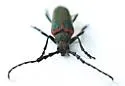 Desmocerus aureipennis - photo 4
