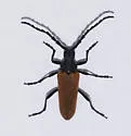 Desmocerus aureipennis - photo 5