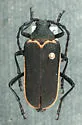 Desmocerus californicus - photo 2
