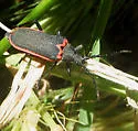 Desmocerus californicus - photo 3