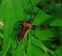 Desmocerus californicus - photo 4