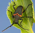 Desmocerus californicus - photo 5