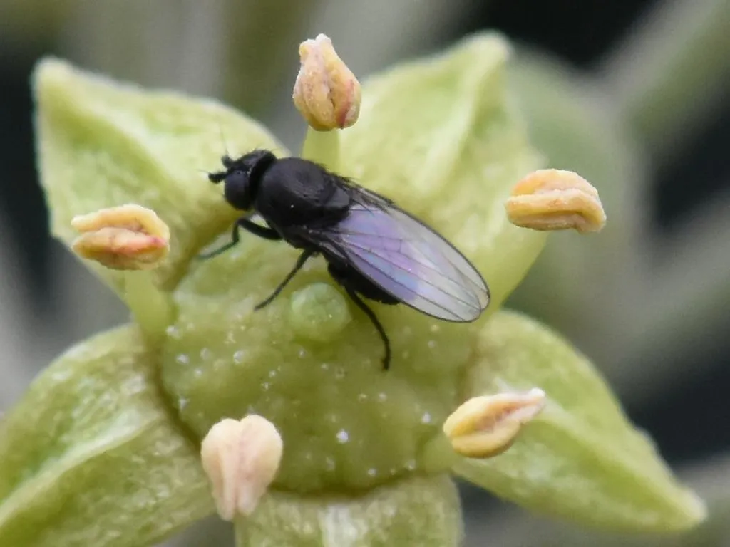 Desmometopa microps - photo 2
