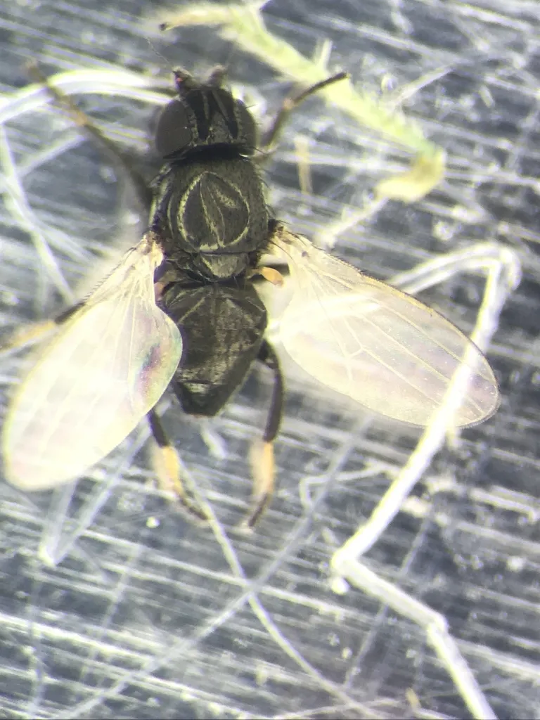 Desmometopa nearctica - photo 2