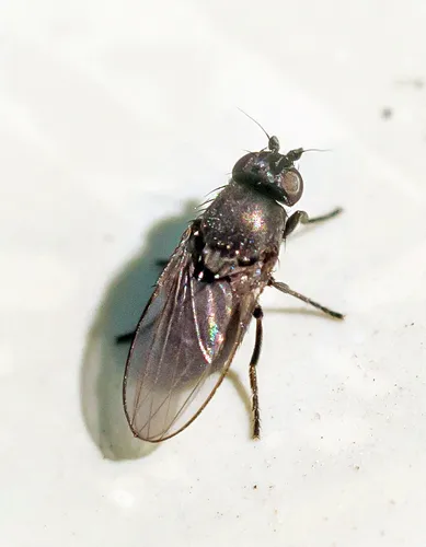 Desmometopa sordida