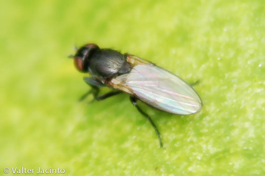 Desmometopa varipalpis - photo 2