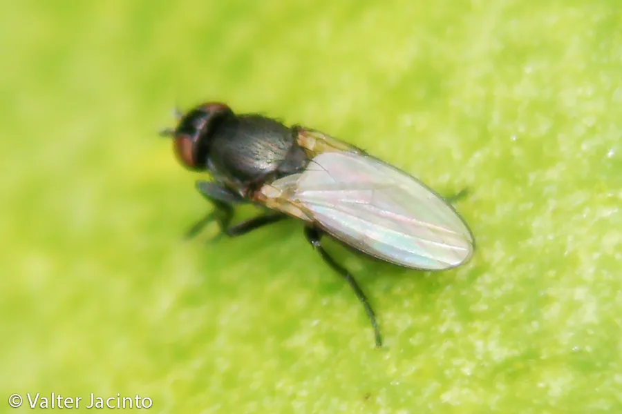 Desmometopa varipalpis - photo 3
