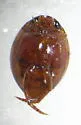 Desmopachria convexa - photo 2
