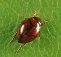 Desmopachria convexa - photo 4