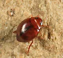 Desmopachria convexa - photo 5