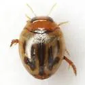 Desmopachria dispersa