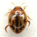 Desmopachria dispersa - photo 2