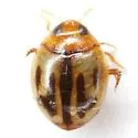 Desmopachria dispersa - photo 3