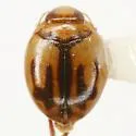 Desmopachria dispersa - photo 4