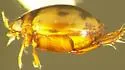 Desmopachria mexicana