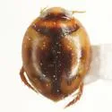 Desmopachria mexicana - photo 2