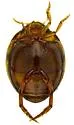 Desmopachria mexicana - photo 4