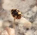 Desmopachria mexicana - photo 5