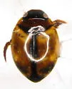 Desmopachria portmanni