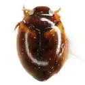Desmopachria portmanni - photo 2