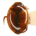 Desmopachria portmanni - photo 3
