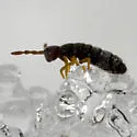 Desoria canadensis