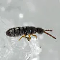 Desoria canadensis - photo 4