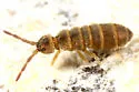 Desoria gelida