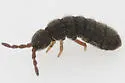 Desoria hiemalis