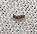 Desoria hoodensis