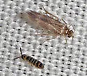 Desoria hoodensis - photo 2