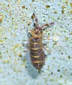 Desoria hoodensis - photo 3