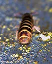 Desoria hoodensis - photo 4