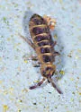 Desoria hoodensis - photo 5