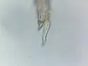 Desoria tigrina
