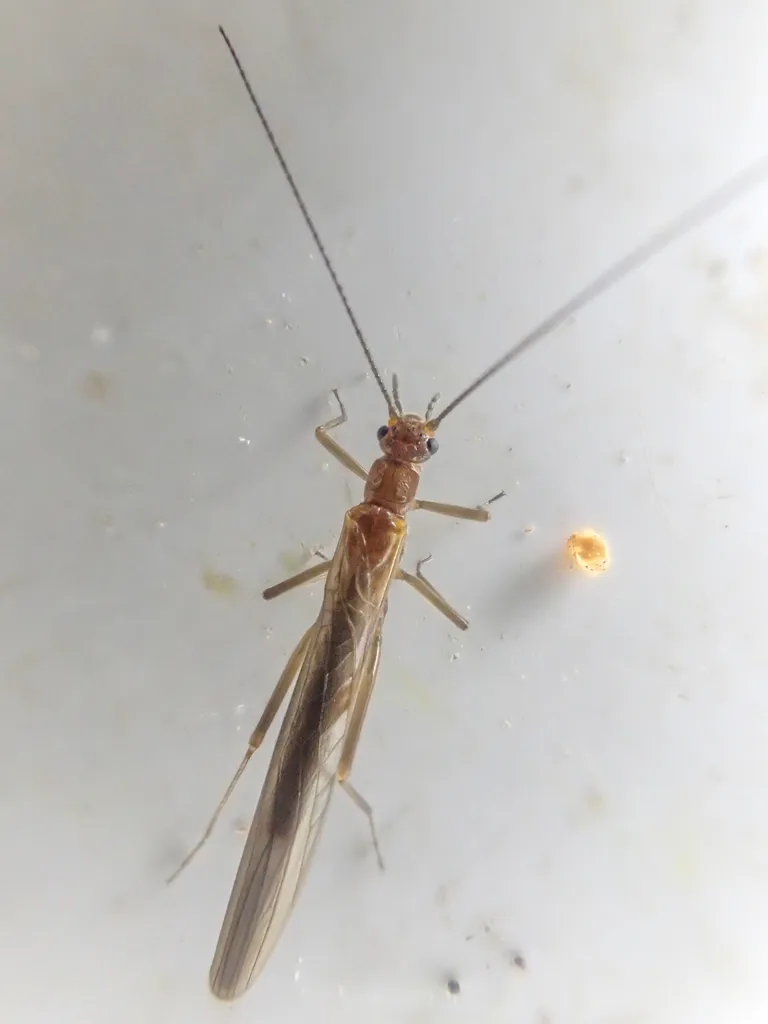 Despaxia augusta
