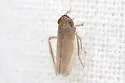 Destria bisignata - photo 3