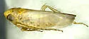 Destria crocea