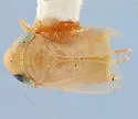 Destria crocea - photo 3