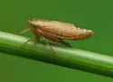Destria fumida
