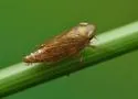 Destria fumida - photo 2