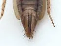 Destria fumida - photo 4