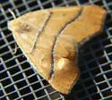Destutia excelsa - Hodges#6883