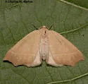 Destutia excelsa - Hodges#6883 - photo 2