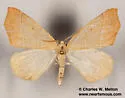 Destutia excelsa - Hodges#6883 - photo 3