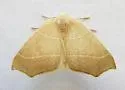 Destutia excelsa - Hodges#6883 - photo 4