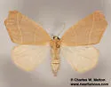 Destutia excelsa - Hodges#6883 - photo 5