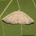 Destutia flumenata - Hodges#6880