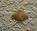 Destutia oblentaria - Hodges#6882