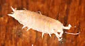 Detonella papillicornis